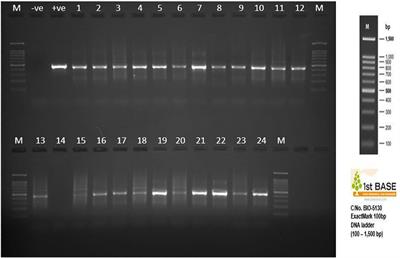 Impact of Feeding Postbiotics and Paraprobiotics Produced From Lactiplantibacillus plantarum on Colon Mucosa Microbiota in Broiler Chickens